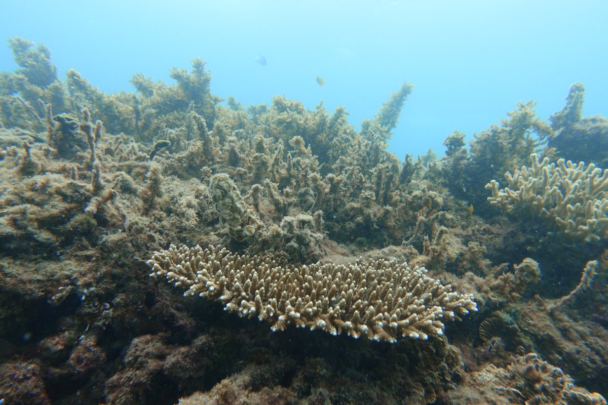 Stay tuned for info on 2 papers accepted in the past week on Okinawan coral reefs: 1. comparing reefs of 1970s to current reefs; 2. herbivory of fish and urchins compared with mainland Japan. #internationalcollaboration #thisishowMISErolls @MariaBeger @KatieMCook1 @KMZarzyczny