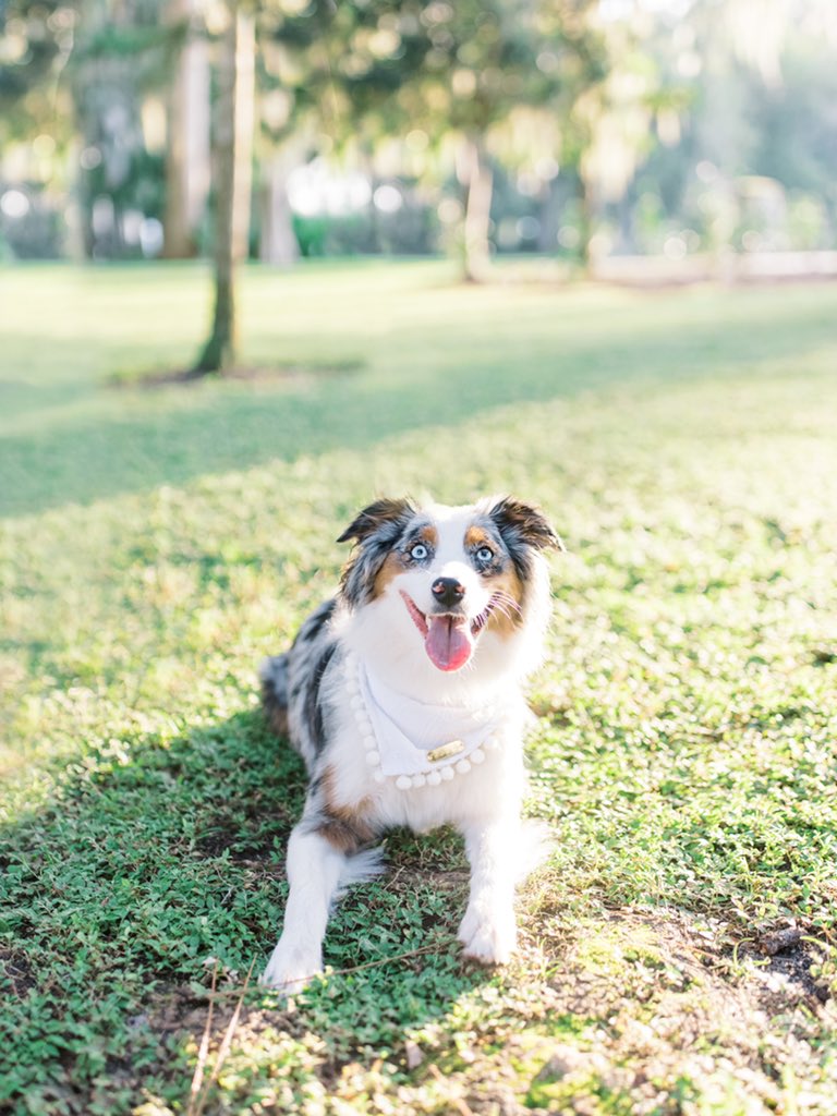 loving the #twitterdogcommunity today #aussie #australianshepherd