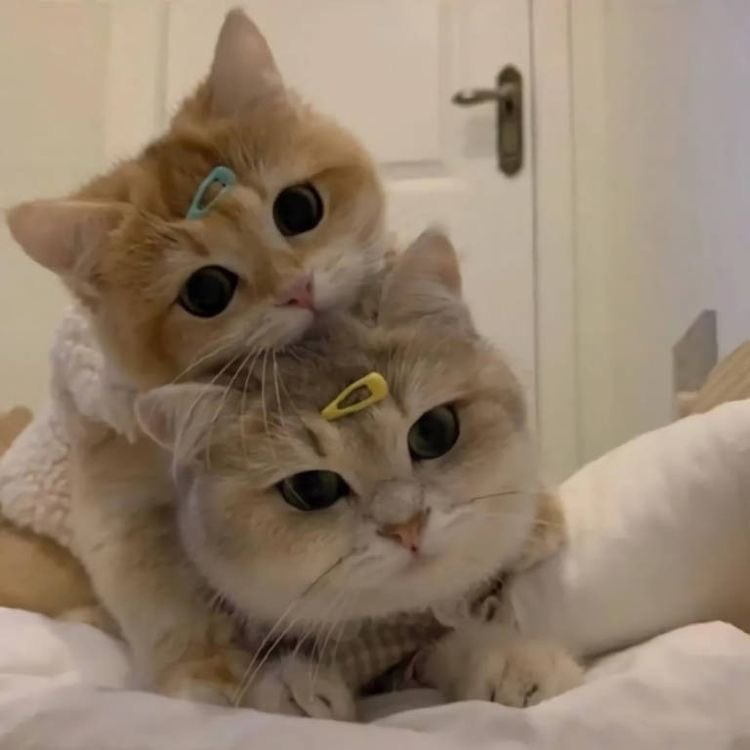 Милые котики вк