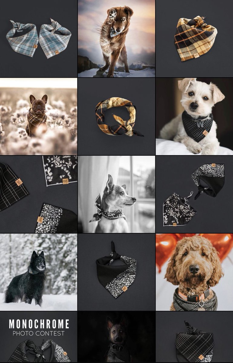 Mutt Cloth - Bandanas for All Journeys 🐕🐈 tweet media