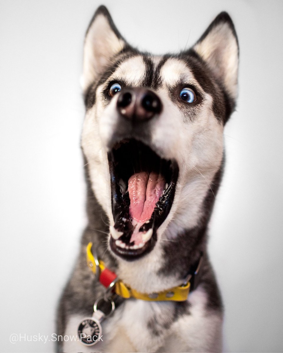 Me seeing how many people are actually moving to twitter 😳 
#dogsoftwitter