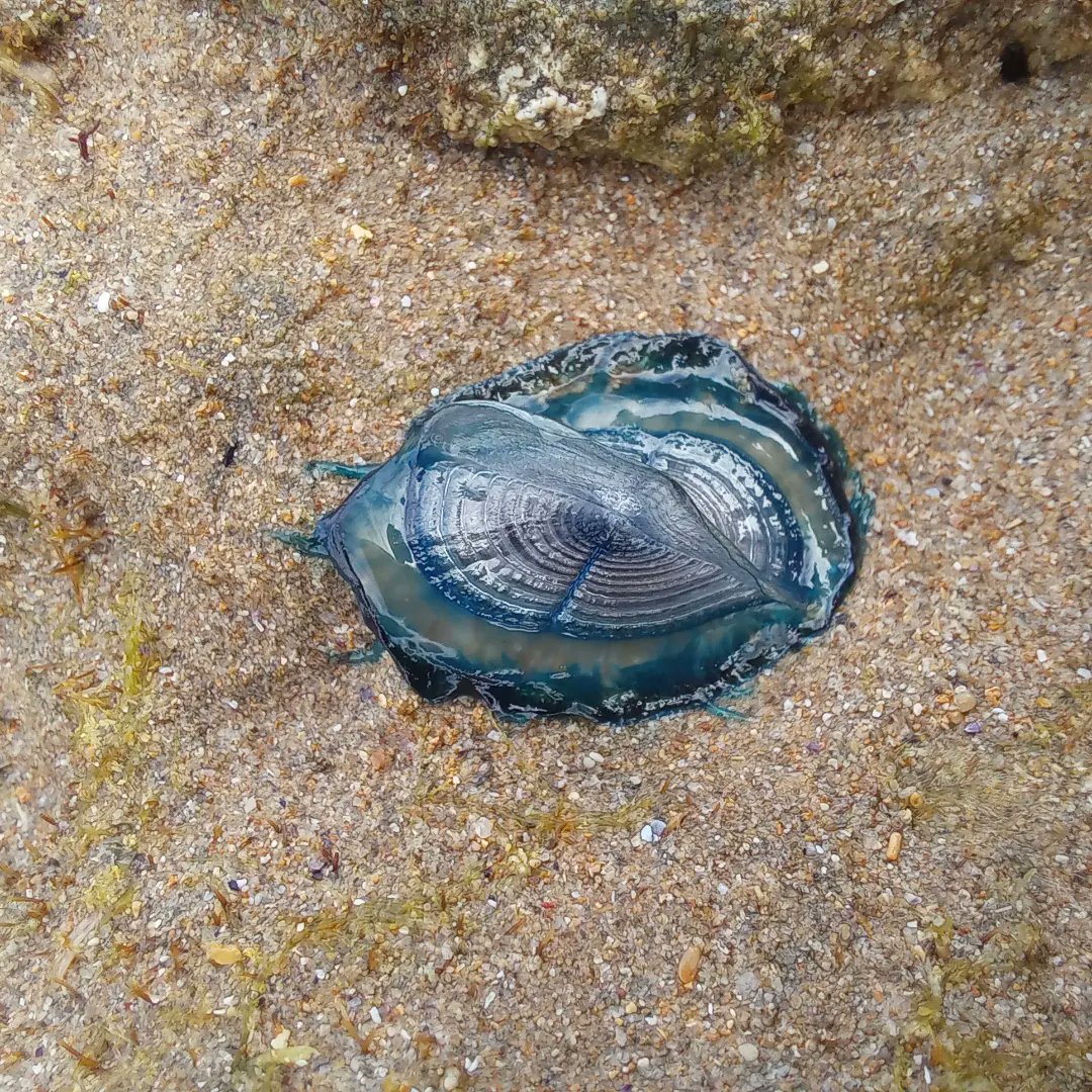 rebeccabhull's tweet photo. Found By-the-wind Sailors, Velella velella, when sampling the intertidal zone during #ZOOL30008 #ExperimentalMarineBiology to Queenscliff, Victoria. @biosci_unimelb @scimelb #wadawurrungcountry https://t.co/YPxxtB8f78
