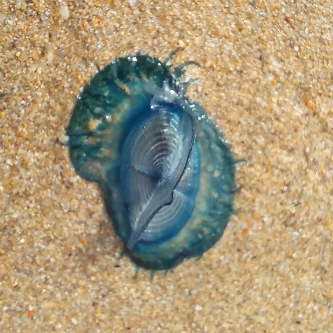 Found By-the-wind Sailors, Velella velella, when sampling the intertidal zone during #ZOOL30008 #ExperimentalMarineBiology to Queenscliff, Victoria. @biosci_unimelb @scimelb #wadawurrungcountry