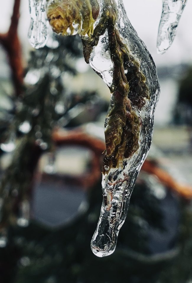 JenPalko's tweet photo. 🛸
#icealiens #encapsulated #natureupclose #NaturePhotography https://t.co/xxFOw7dMN8