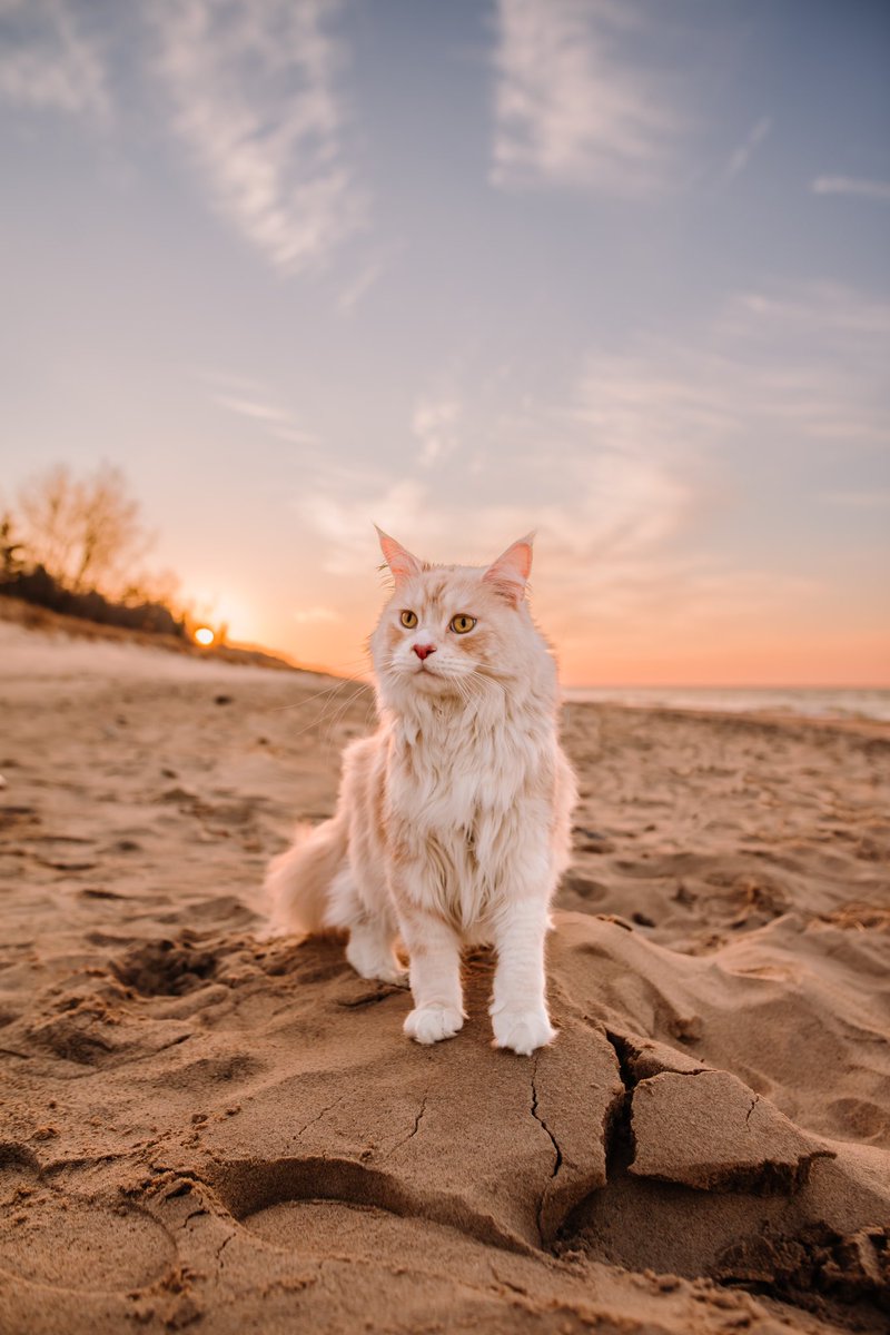 hey #twitterdogcommunity are we bringing our cats along too? 🤔 Gigs thinks he’s a dog… 
#CatsOfTwitter #dogsofinstagram #CatsOnTwitter