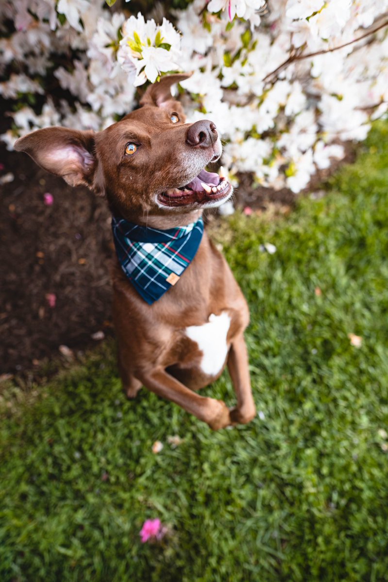 Okay my favorite part right now is seeing shops being a part of #twitterdogcommunity like hello there <a href="/muttcloth/">Mutt Cloth - Bandanas for All Journeys 🐕🐈</a> let’s share our favorite shops and help boost them up!!!