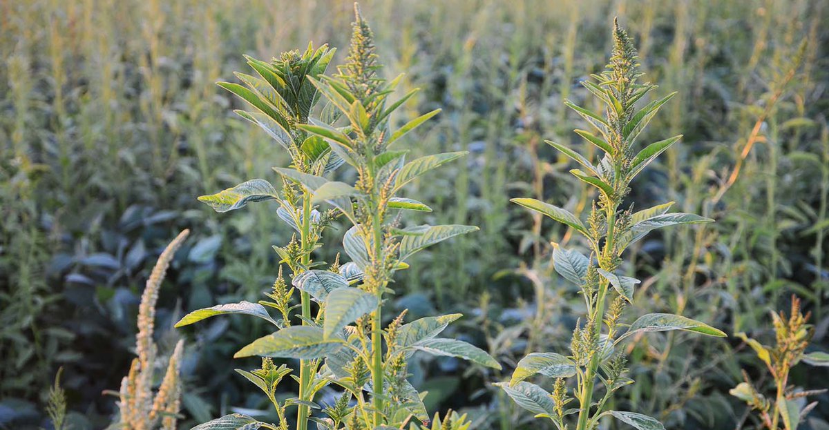 What do you get when you combine a biological with conventional herbicide? A new tech for weed management from @harpebio! We learn more about it on #AroundFarmProgress this week. Join us for a listen: farmprogress.com/weeds/new-tech… #biologicalherbicide #newmodeofaction #weedmanagement