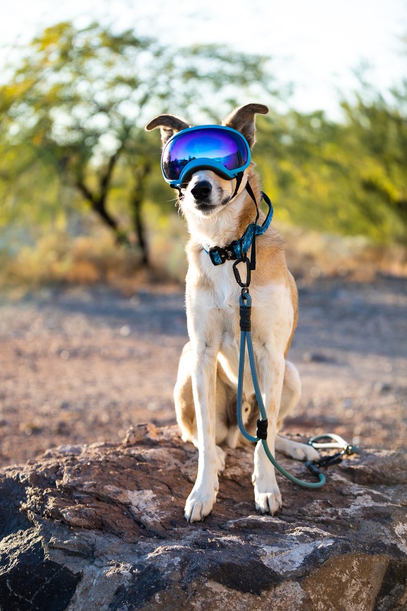 Ava, Bentley & Cami tweet media