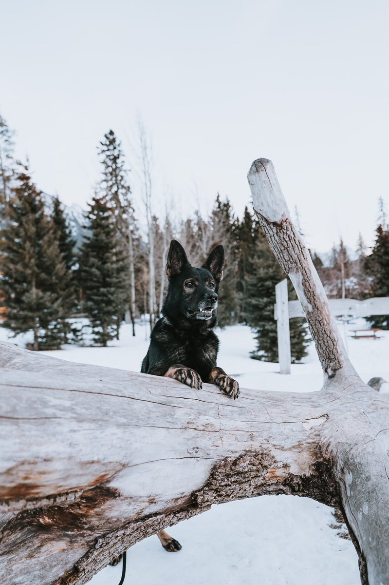 hershelterfromthestorm tweet media