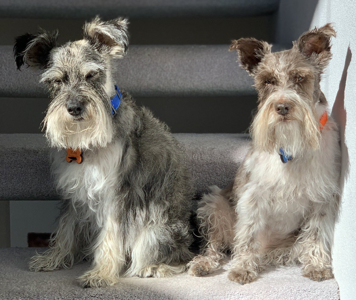 WeatherDog_Will's tweet photo. Wez had the dreaded baff! Now we sitz in da โ๏ธ & get dry!
#cleandogs #bathday #dogsoftwitter https://t.co/3LYs9dETLA