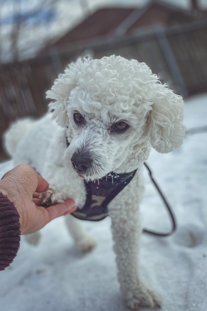 Waving at all our insta frens who haven’t joined to cool twitter pup club yet (still can’t do it without a hand)  #dogstagram #dogsoftwitter #dog