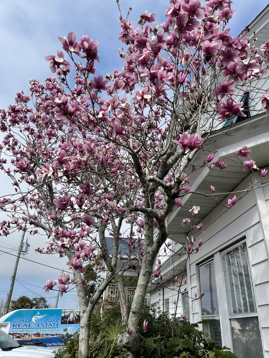 Our tulip tree says it’s Spring at Linda Rike Real Estate yeah!