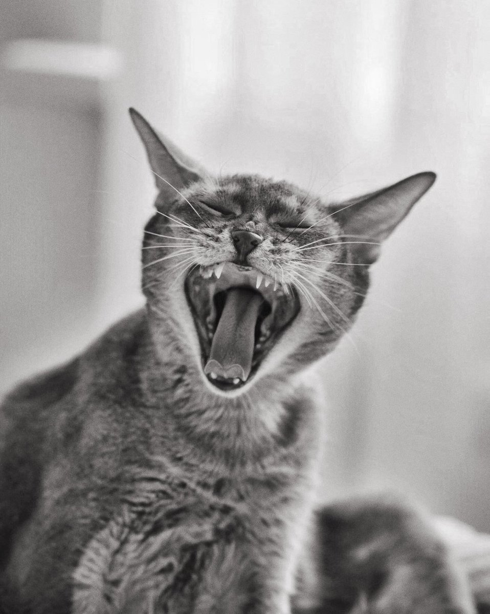 zhannahonor (@zhannahonor) on Twitter photo 