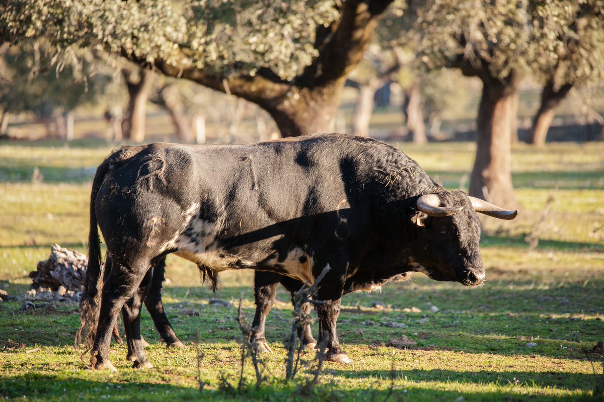 Roman_SSR's tweet photo. Dos bonitos toros de @Roman_Ganaderia https://t.co/zeEMi2cl9F