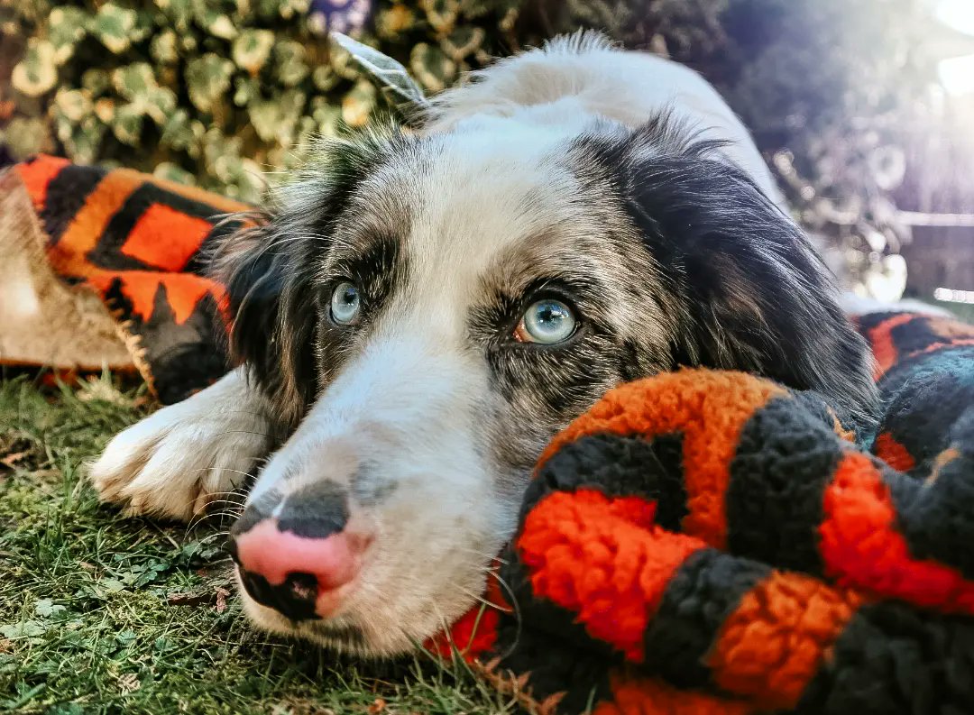 Kéda wondering why we didn't all switch to Twitter way sooner #twitterdogcommunity #dogphotography #dogsofinstagram #dogsoftwitter