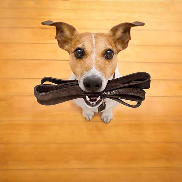 Dogs at parkrun - important policy changes from 2 April
parkrun.org.uk/bolberrydown/n…
