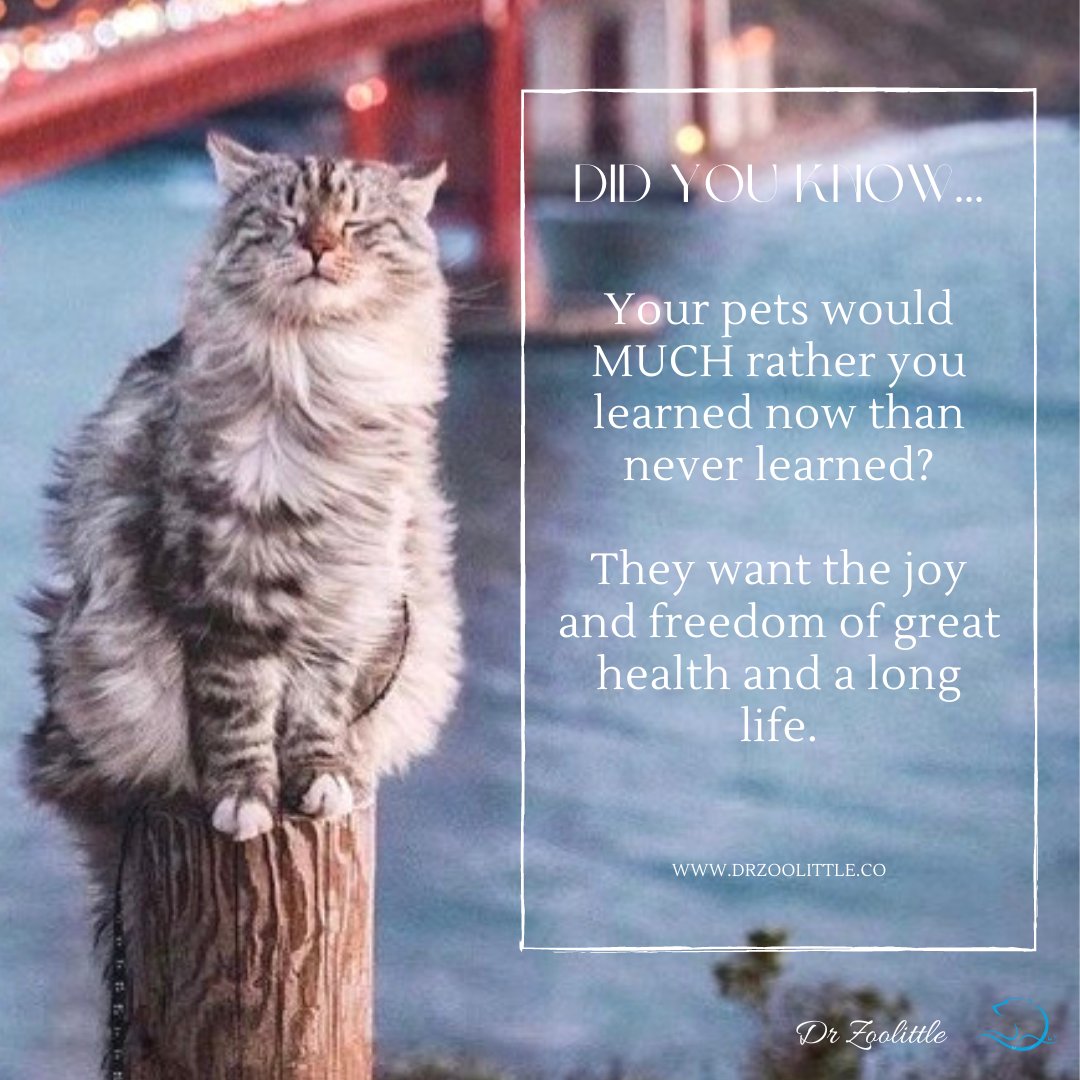 dr_zoolittle's tweet photo. Do you wish your pet would live longer? 10 years &amp; still bursting with health?

If you make lifestyle changes to increase their lifespan, you actually can prevent 'old-age' diseases!

Learn how to add 5 healthy years with the Pet Lifespan Extension Course: https://t.co/aa5Rk4MgX4 https://t.co/DjW1gQcGvb