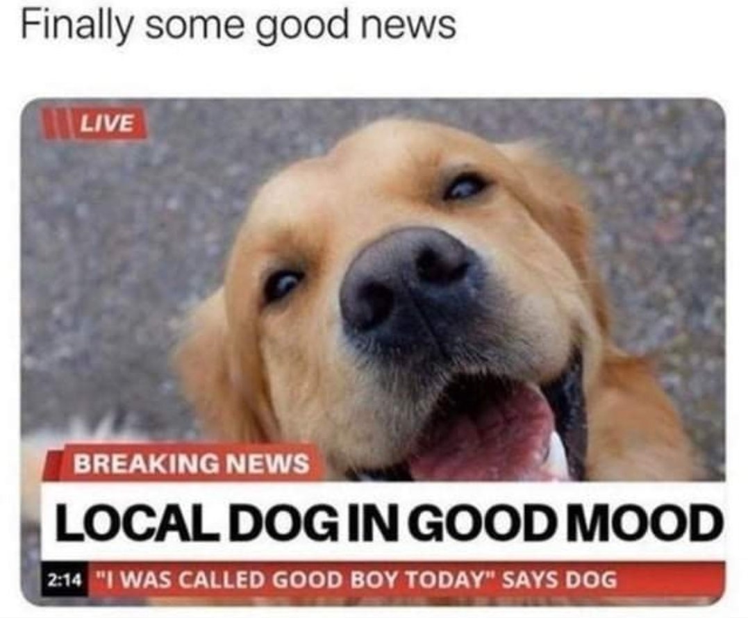 GoldretrieverUS's tweet photo. 👇BEST BREAKING NEWS!👇

Just say "good boy"

#cutenessOVERLOAD
(Golden.retriever_fans IG) https://t.co/G4jzOpbS82