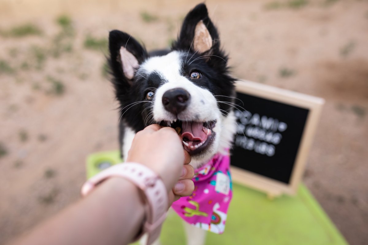 Ava, Bentley & Cami tweet media