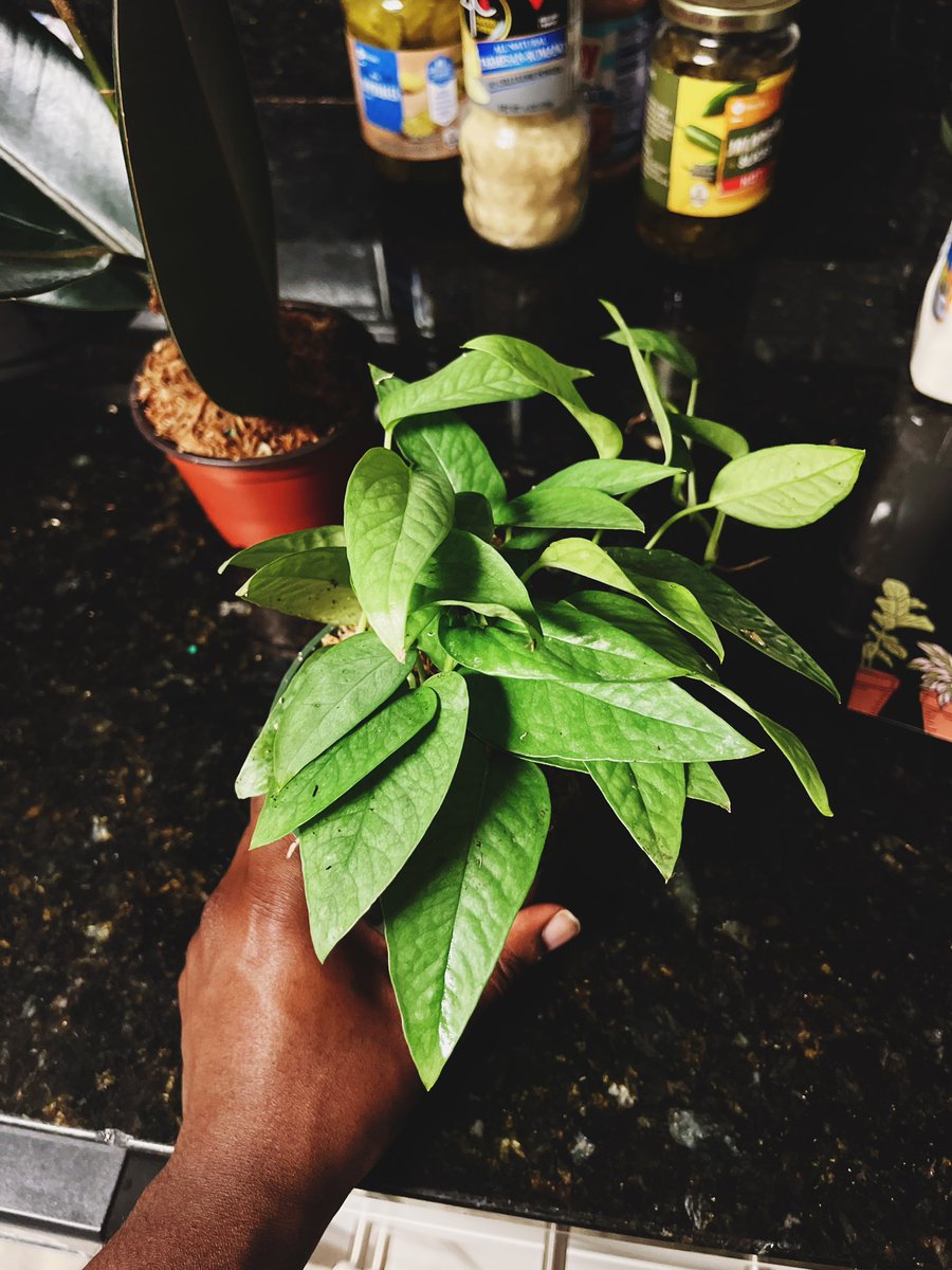 Nodaysoffshit's tweet photo. Cebu Blue she's an icon, a legend, and she is the moment.#cebublue #indoorplants #planttwitter #pothos https://t.co/D7Fb3mmVY0
