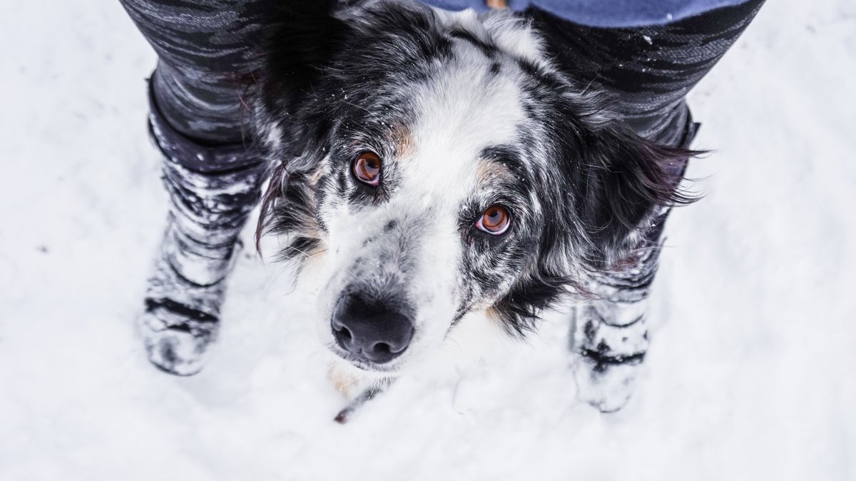 Trooper | Shay tweet media