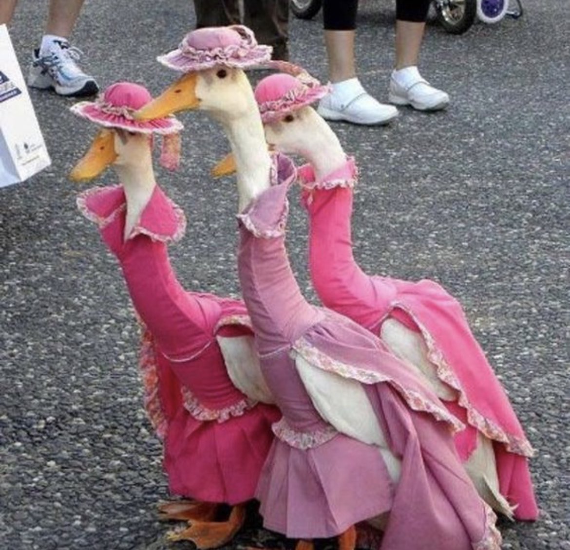 malecowgirl's tweet photo. when i say i want to be friends what i mean is this https://t.co/k5ORbNwYZe