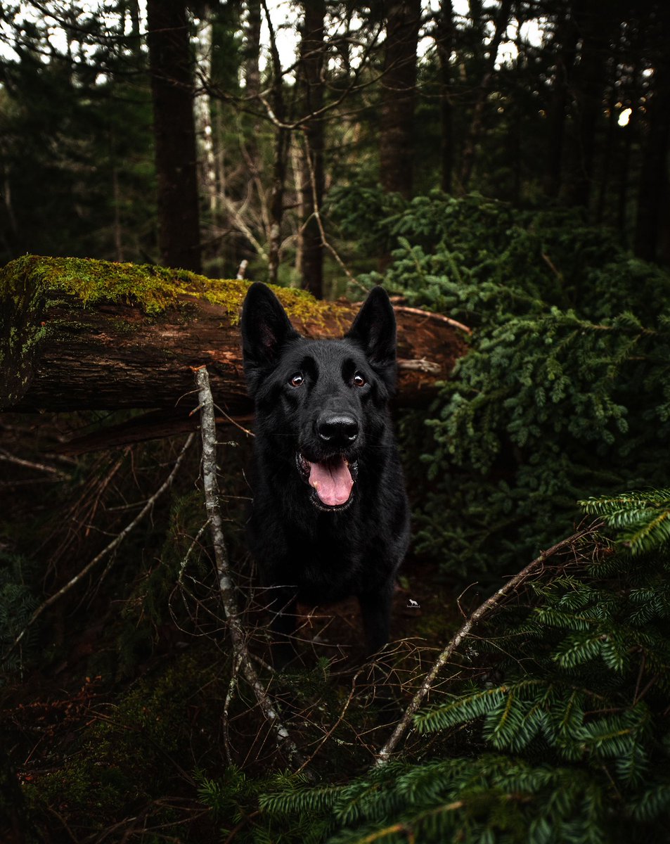 Let’s test out twitters quality with the wide angle 🧐 and ofc gotta share this special boy here 🥺
#twitterdogcommunity #dogsoftwitter #GermanShepherd #dogphotography