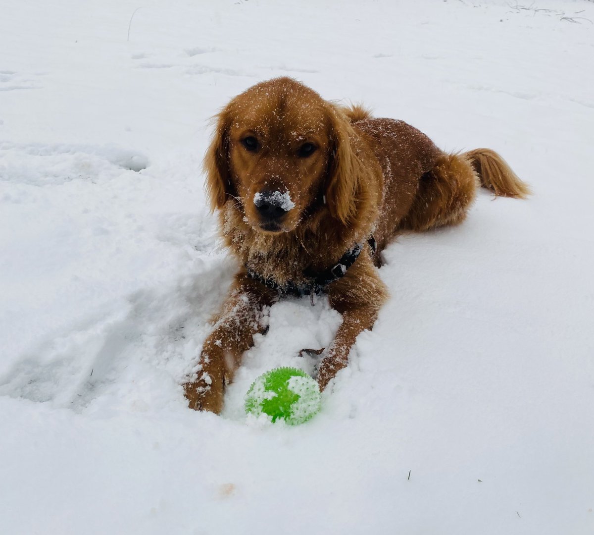 jpoonphd's tweet photo. In case you’re experiencing a CUTENESS DEFICIT this week due to attacks on our most vulnerable youth, impending war, an endless pandemic, etc, here are some Luka pics 🐶 #AcademicTwitter #AcademicChatter #psychology #PsychChat #dogsoftwitter https://t.co/M1wUY6PToA