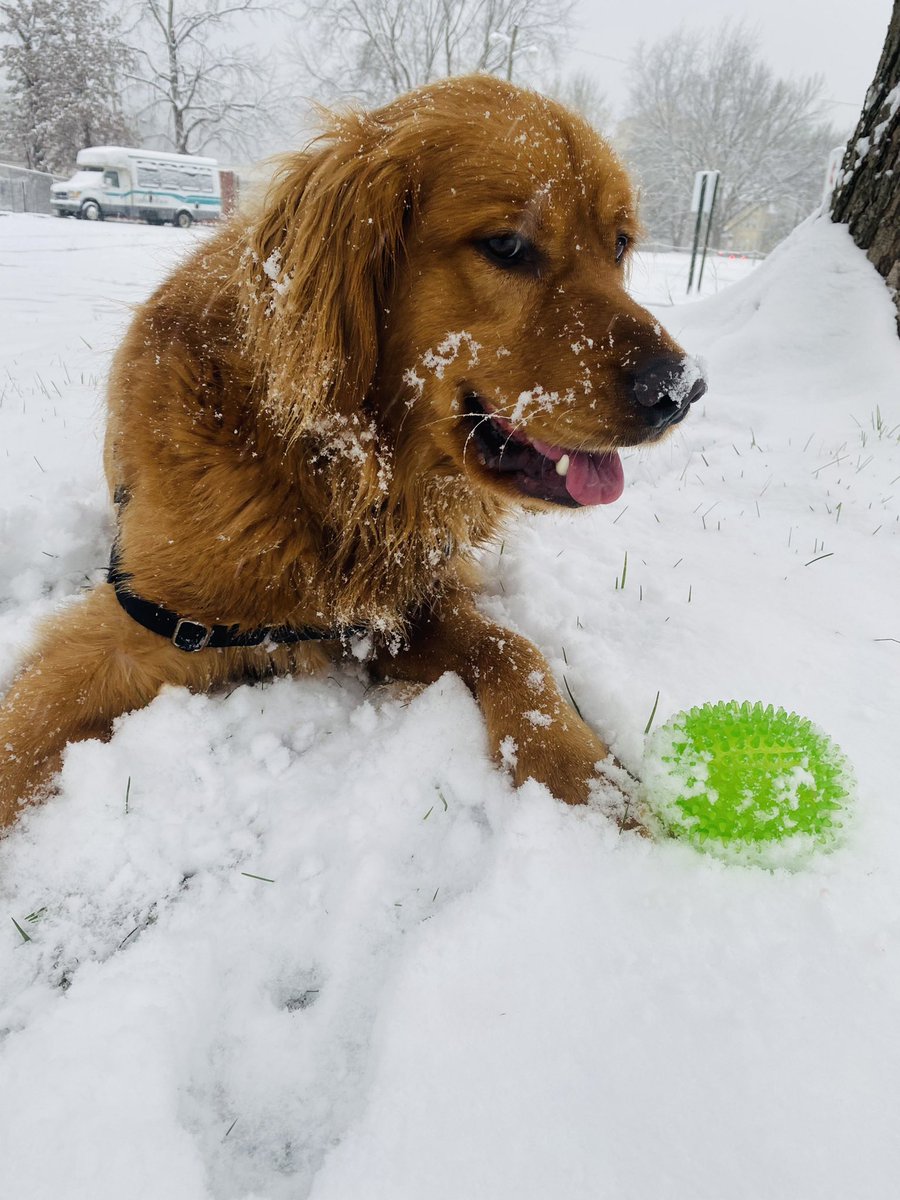 jpoonphd's tweet photo. In case you’re experiencing a CUTENESS DEFICIT this week due to attacks on our most vulnerable youth, impending war, an endless pandemic, etc, here are some Luka pics 🐶 #AcademicTwitter #AcademicChatter #psychology #PsychChat #dogsoftwitter https://t.co/M1wUY6PToA