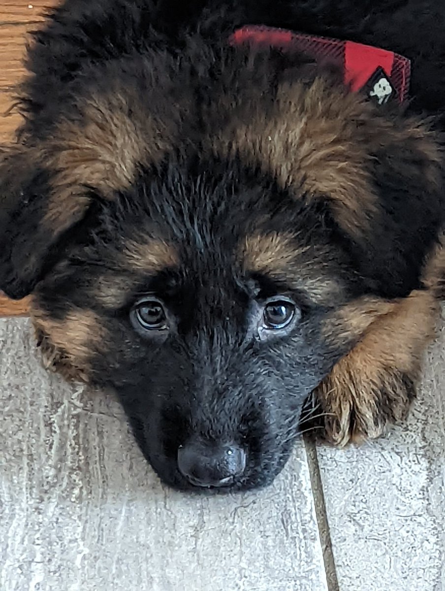 irisheyes365's tweet photo. Hello Twitter-world.  My name is Evie.  It has been a big day as I met my new mum  and went to live with her and Churchill, my cat brother, today.  Mum says she loves me more than words can describe https://t.co/OnTK5axyns