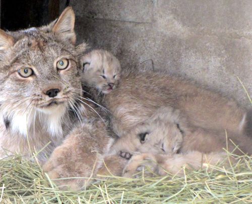 HourlyLynxes's tweet photo. HourlyLynxes presents: https://t.co/W6Jlz07MwW