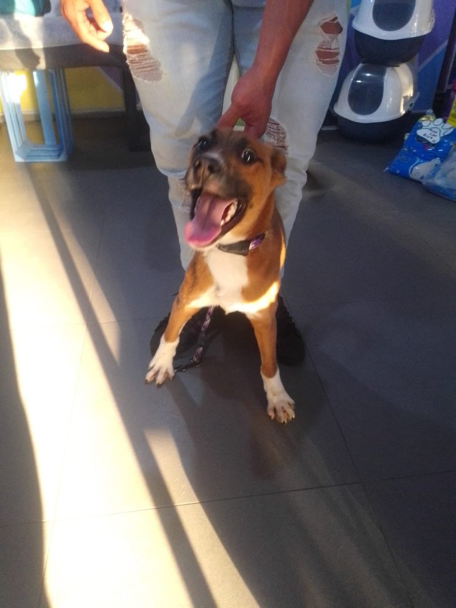 Oz (Peke’s Garden) tweet media