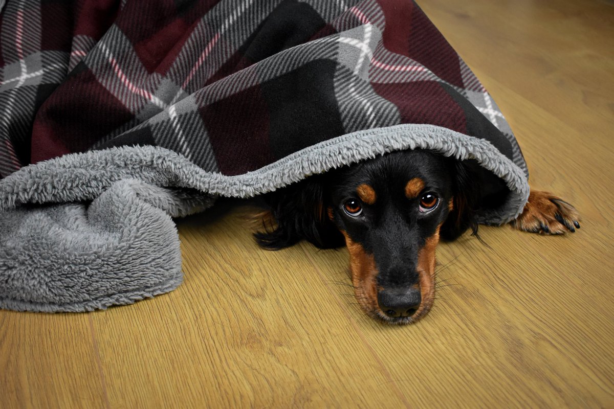 All this twittering is tiring work😴 

But...

It's totally worth it as I am LOVING this new lil dog community and all the lovely accounts that have joined!🥰

#dogtwittercommunity #dogsoftwitter #dog #tiredpup #spaniel #spanielsoftwitter #dogphotography