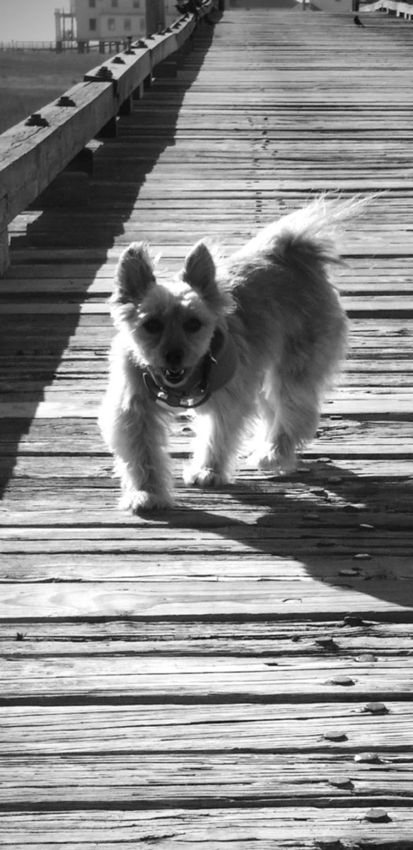 MaggieHeroDog tweet media