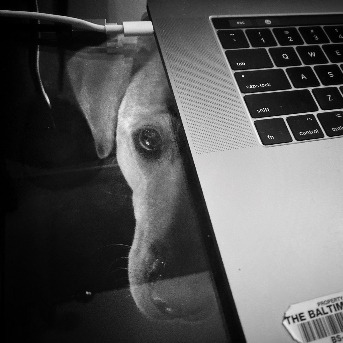 My assistant likes to stay close during the day. I used my iPad to throw some light under the glass desk for the picture. #photography shot on #iPhone #blackandwhitephotography