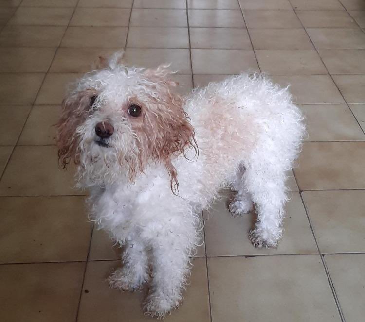 GiuliConte's tweet photo. SE PERDIÓ EN CALLE AMIGORENA Y SAN MARTÍN (zona peatonal) SE LLAMA TIRION. Por favor si saben de algo avisen, mis sobrinas están muy tristes 😔🙏🏼🙏🏼 SE AGRADECE COMPARTIR. https://t.co/66yxKlLskh