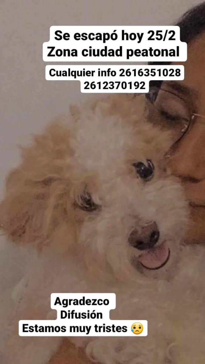 GiuliConte's tweet photo. SE PERDIÓ EN CALLE AMIGORENA Y SAN MARTÍN (zona peatonal) SE LLAMA TIRION. Por favor si saben de algo avisen, mis sobrinas están muy tristes 😔🙏🏼🙏🏼 SE AGRADECE COMPARTIR. https://t.co/66yxKlLskh