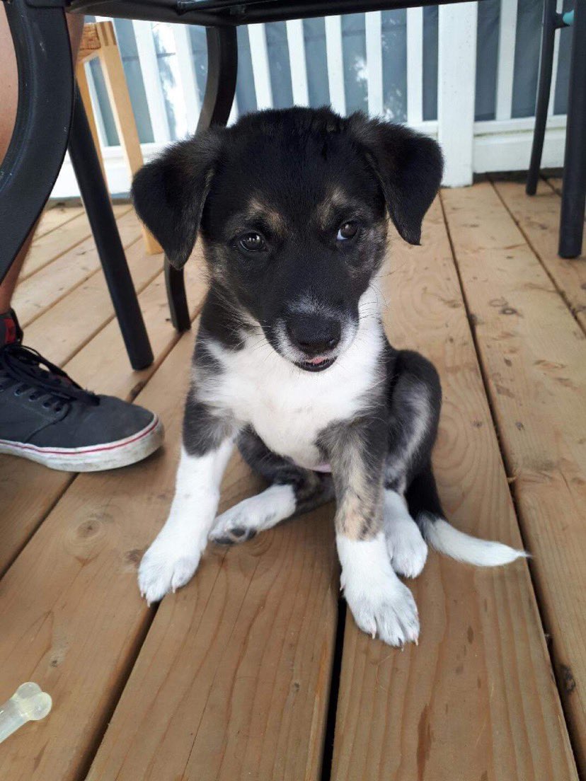 <a href="/twomerlecollies/">Twomerlecollies</a> 🥺🖤