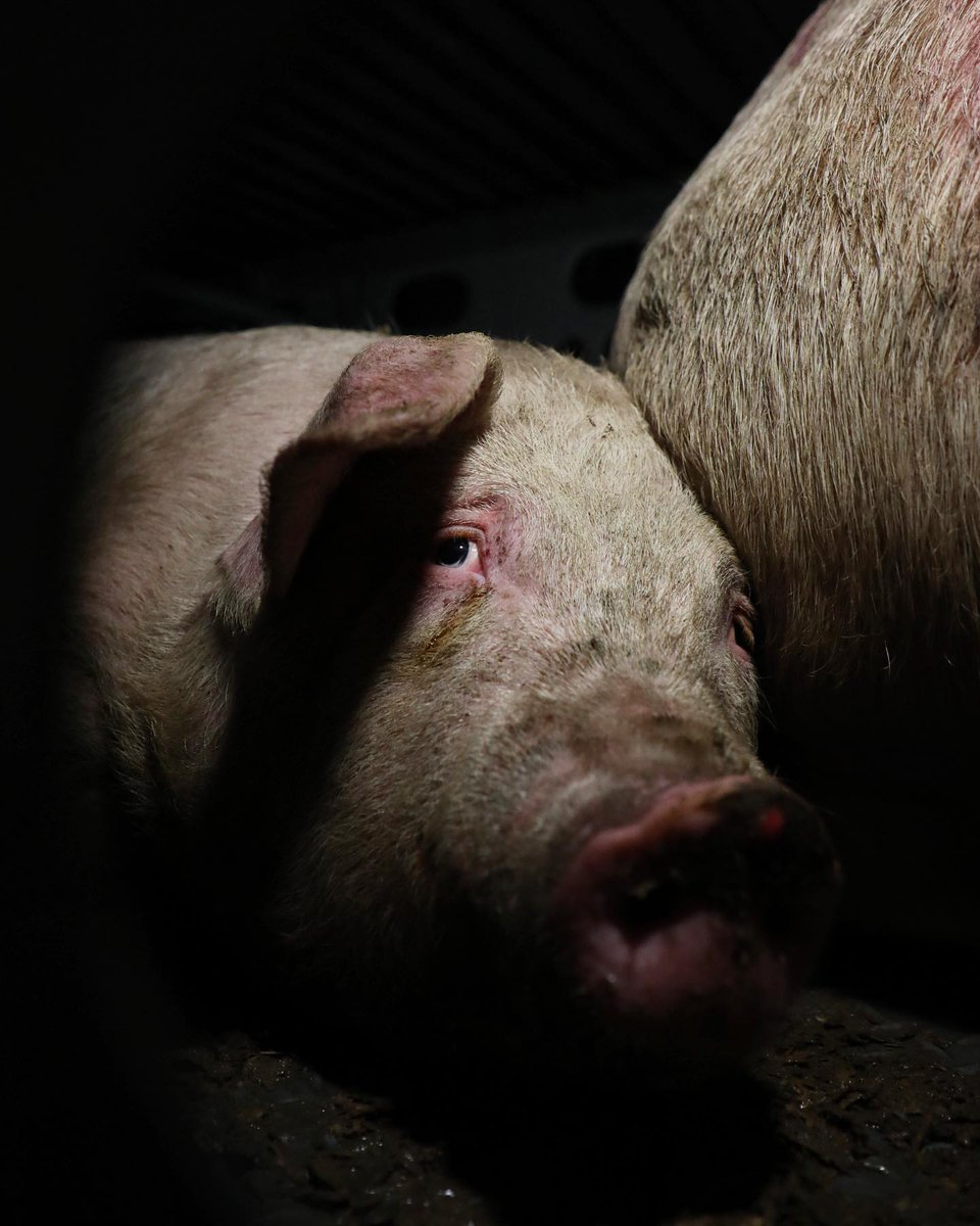 teamveganfta's tweet photo. There is nothing so cruel in this world as the desolation of having nothing to hope for.
- Haruki Murakami
📷: IG: bobbysud taken at @laanimalsave pig vigil
#animalphotography #pigs #thesavemovement #pork https://t.co/LmjFi2k3WJ