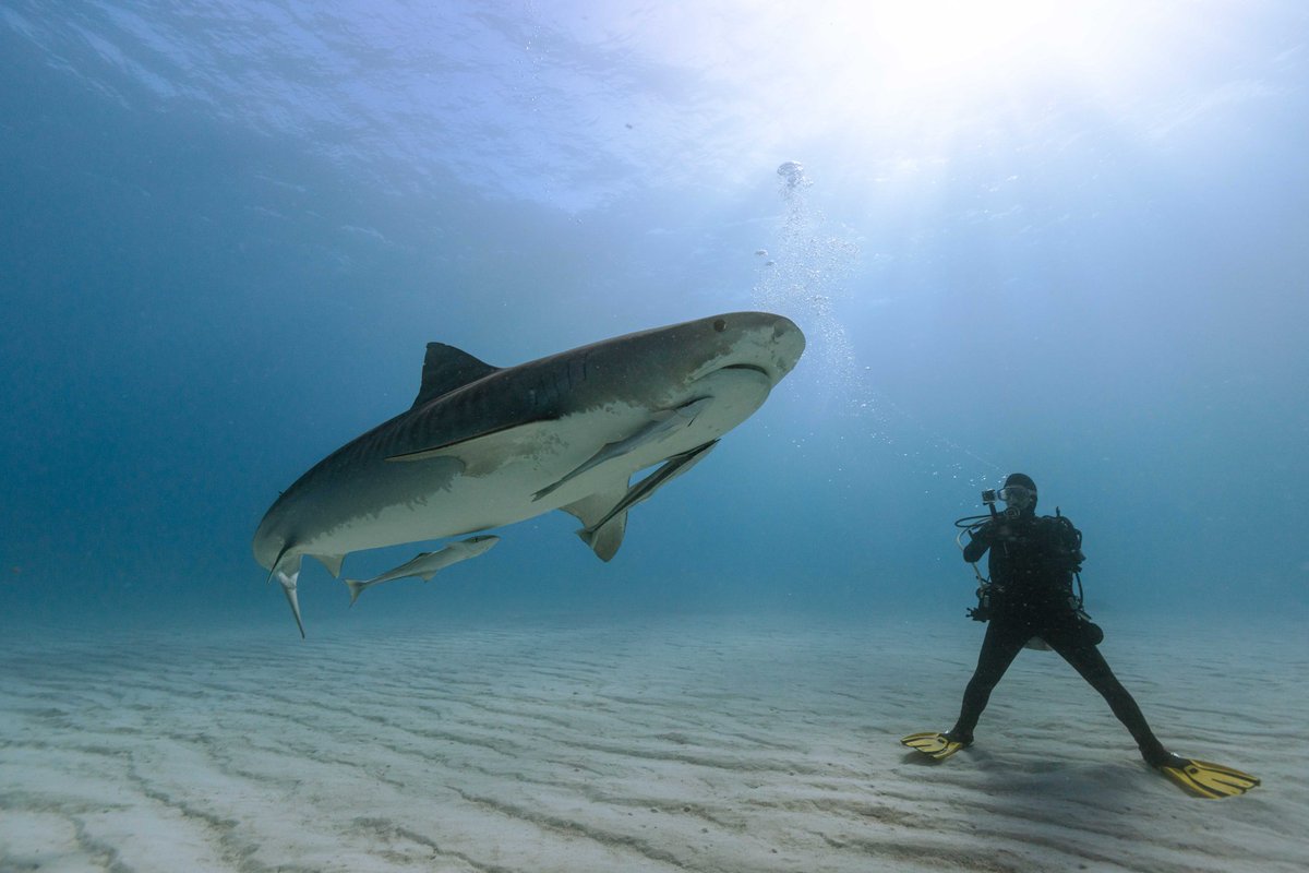 Mr Darryl MacDonald tweet media