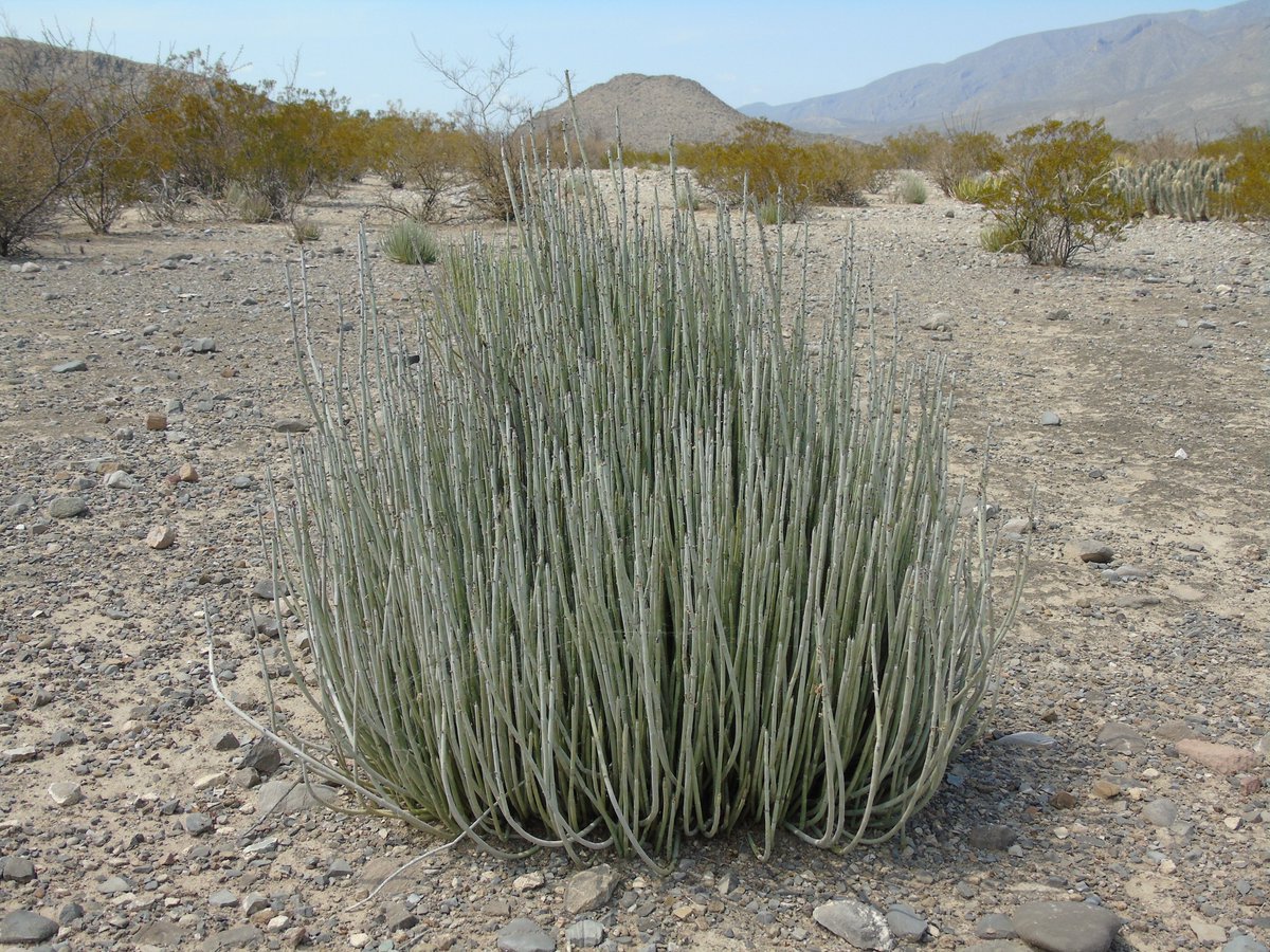 CONAFOR's tweet photo. Las zonas áridas y semiáridas 🏜️🌵 poseen recursos forestales que, aprovechados sustentablemente ♻️, contribuyen a mejorar la economía de las familias rurales👪💰. Algunos de ellos son maguey, yuca, orégano, candelilla, lechuguilla, mezquite y gobernadora. ¿Conoces otro? 🤔 https://t.co/uGPjbV6EY6