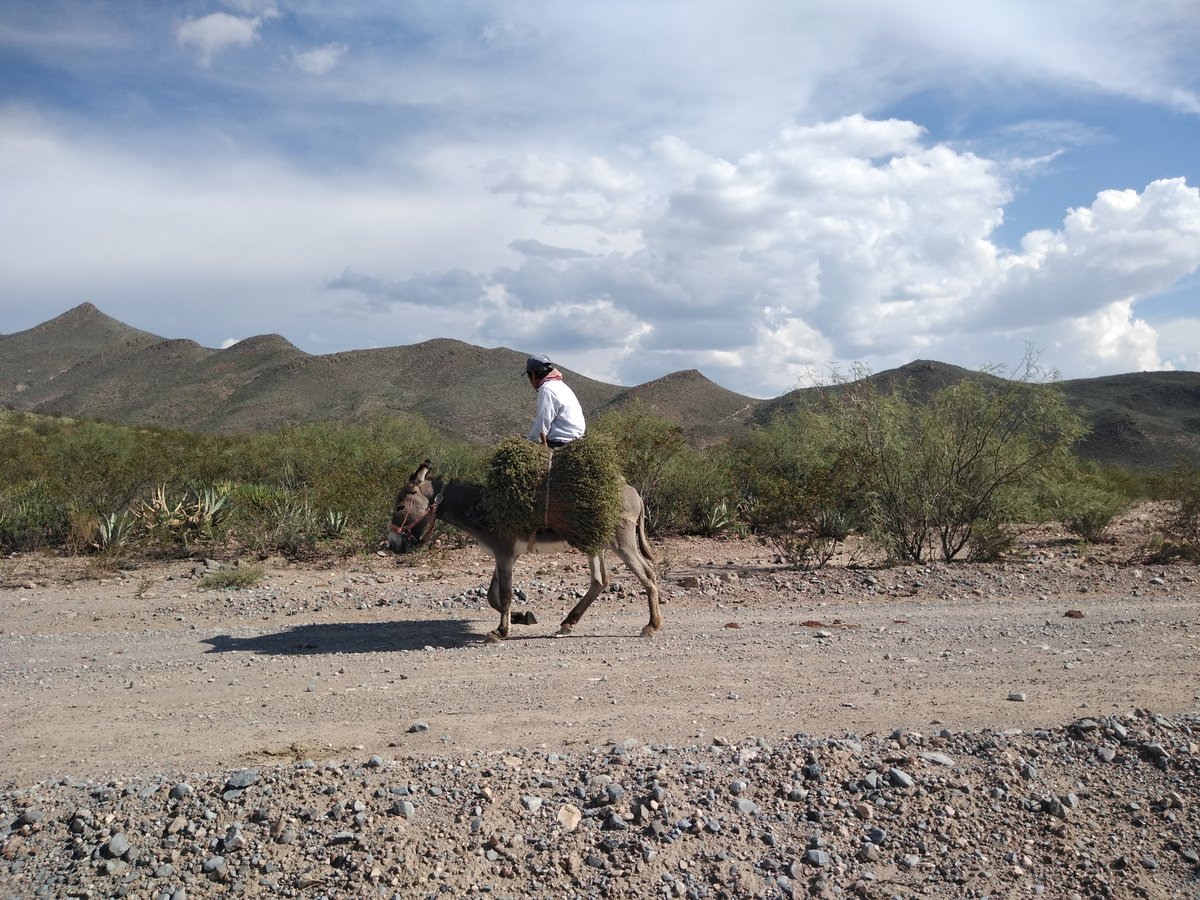 CONAFOR's tweet photo. Las zonas áridas y semiáridas 🏜️🌵 poseen recursos forestales que, aprovechados sustentablemente ♻️, contribuyen a mejorar la economía de las familias rurales👪💰. Algunos de ellos son maguey, yuca, orégano, candelilla, lechuguilla, mezquite y gobernadora. ¿Conoces otro? 🤔 https://t.co/uGPjbV6EY6