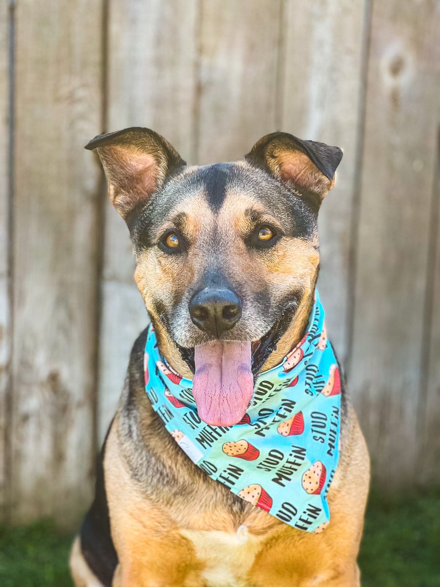 Koda | Krystal tweet media