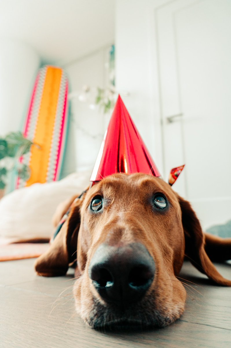 Kona the Big Red Dog, 2 years old, handsome boy 🎂#twitterdogcommunity