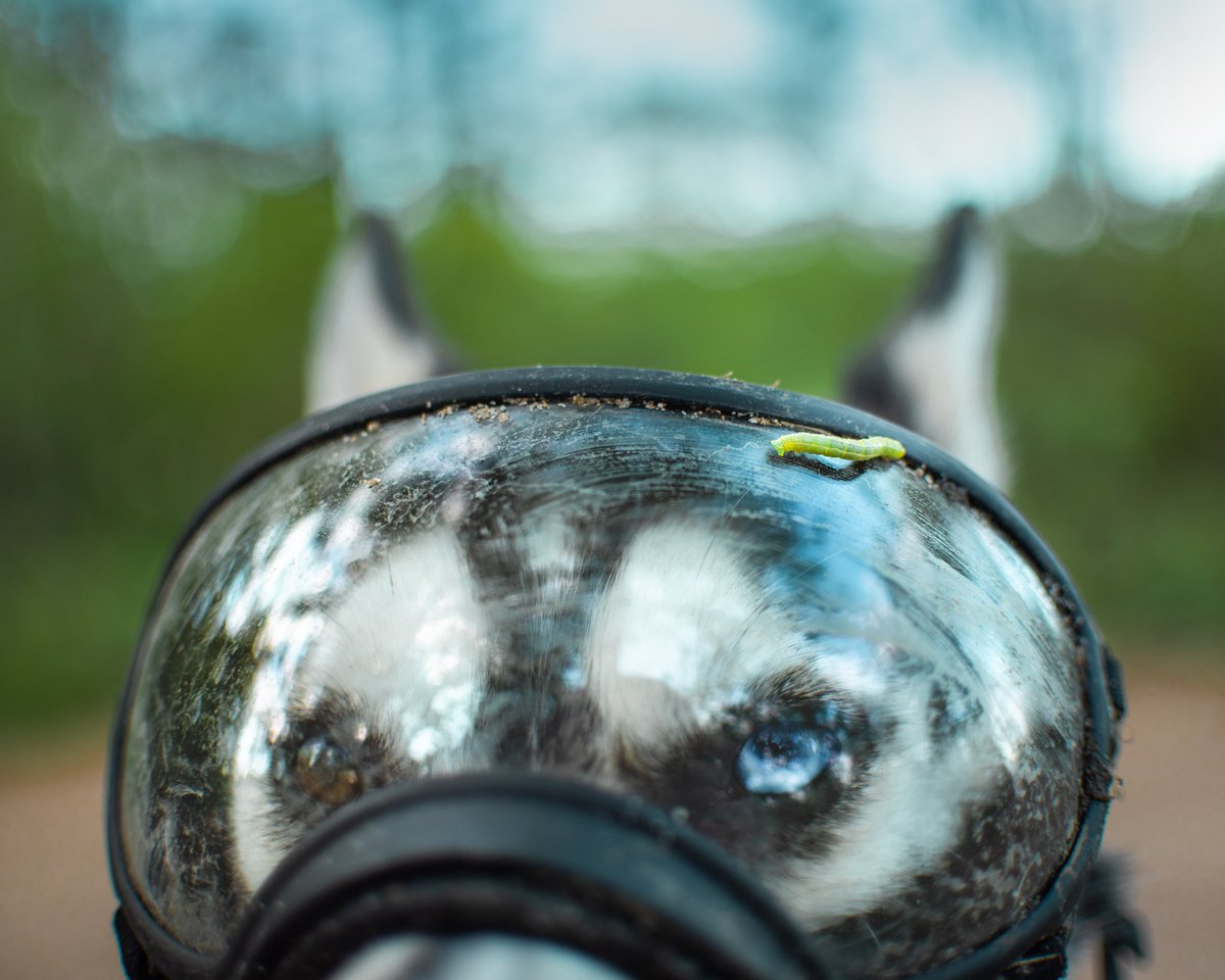 Husky Snow Pack tweet media