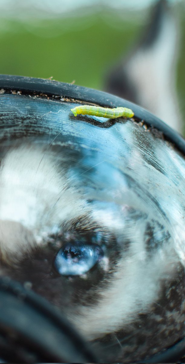 Husky Snow Pack tweet media