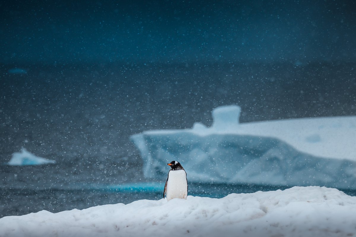 DennisSchmelz's tweet photo. Can't we all just be as peaceful as penguins? ☮️
#prayforukraine #nowar #peace https://t.co/ny0kwSiLQa