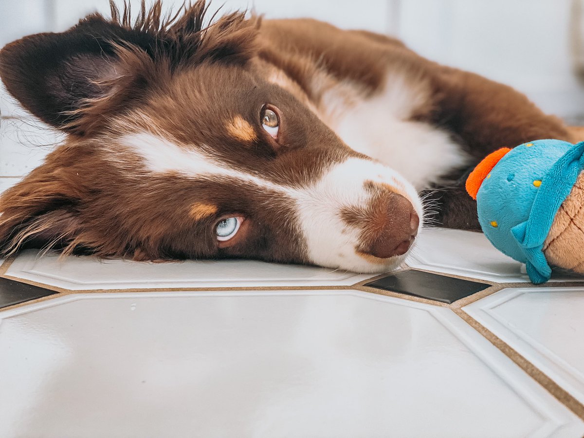 miniaussiebanks's tweet photo. Can’t believe we were sleeping on #twitterdogcommunity 🤣😍 https://t.co/BomQ0h7Rjh