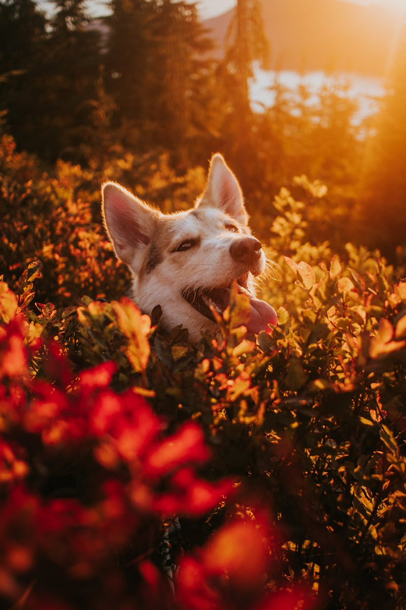 Sully, Quest & Arla tweet media