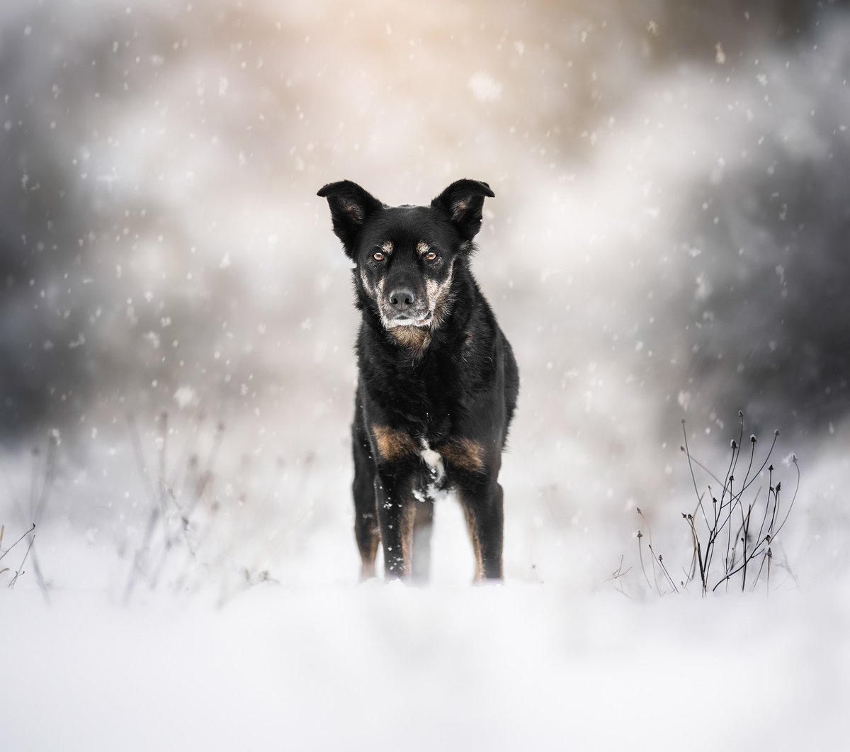 Making the most of the one day of snow we've had this year 😅❄️

#twitterdogcommunity #dogsoftwitter #dogsofinstagram #ScotlandIsCalling #ScotlandIsNow #scotland